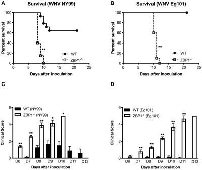 Z-DNA-Binding Protein 1 Is Critical for Controlling Virus Replication and Survival in West Nile Virus Encephalitis